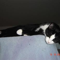 Blanding af racer Piv