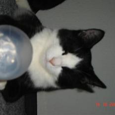 Blanding af racer Piv