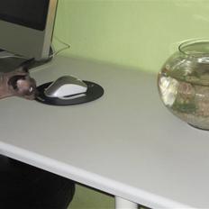 Sphynx Precilla´s Chilli 