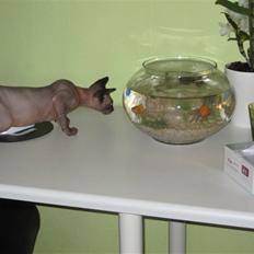 Sphynx Precilla´s Chilli 