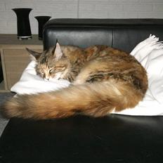 Maine Coon Madame Pjuske