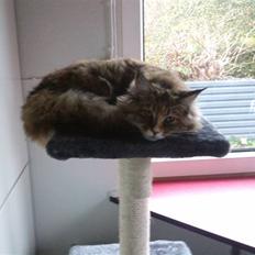 Maine Coon Madame Pjuske