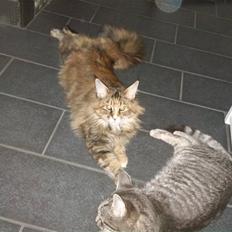 Maine Coon Madame Pjuske