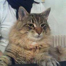 Norsk Skovkat DK Sallings Bassie 