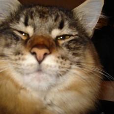 Norsk Skovkat DK Sallings Bassie 