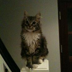 Blanding af racer Leopold