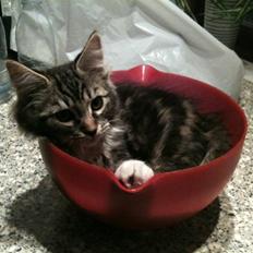 Blanding af racer Leopold