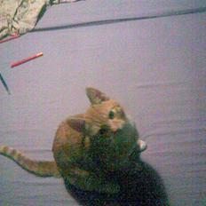 Blanding af racer Charlie