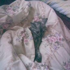 Blanding af racer Emmy