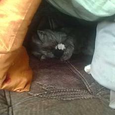 Blanding af racer Emmy