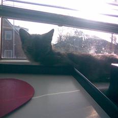 Blanding af racer Emmy