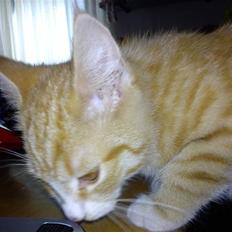 Blanding af racer Felix