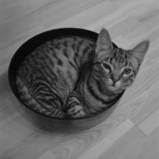 Blanding af racer mynte R.I.P. <3