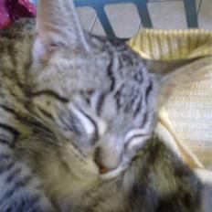 Blanding af racer mynte R.I.P. <3