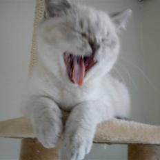 British Shorthair DK Figi's Anna- Laurette