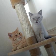 British Shorthair DK Figi's Anna- Laurette