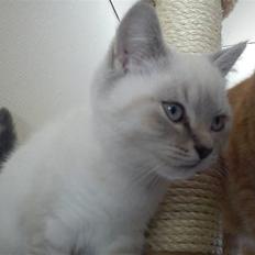 British Shorthair DK Figi's Anna- Laurette