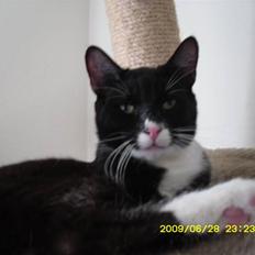 Blanding af racer Simba