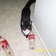 Blanding af racer Simba