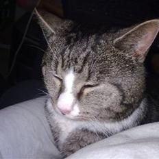 Blanding af racer trold