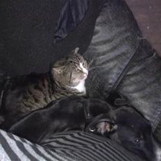 Blanding af racer trold