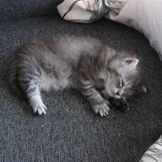 Blanding af racer Ziva