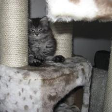 Blanding af racer Ziva