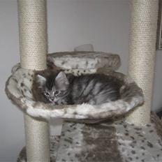 Blanding af racer Ziva