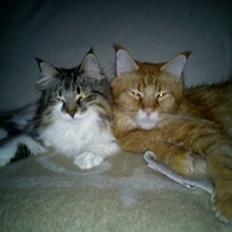 Blanding af racer Neko