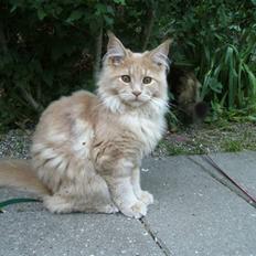 Maine Coon Bobby L Teddy Bear
