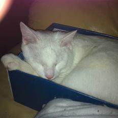 Blanding af racer Uffe