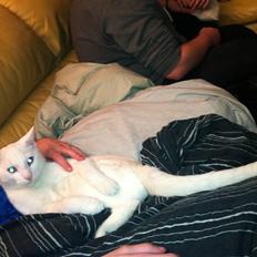 Blanding af racer Uffe