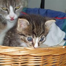 Huskat <3 pearle <3 solgt :`(