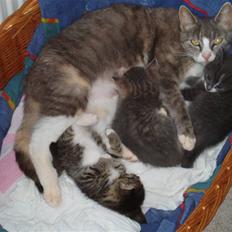 Huskat <3 pearle <3 solgt :`(