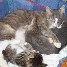 Huskat <3 pearle <3 solgt :`(