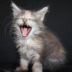 Maine Coon Tabia Tango