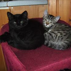 Huskat Sorte <3 R.I.P