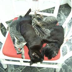 Huskat Sorte <3 R.I.P