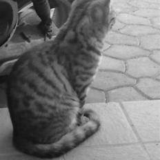 Blanding af racer Kruse