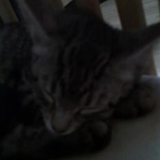 Blanding af racer Kruse