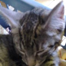 Blanding af racer Kruse