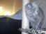 British Shorthair DK Bæklund´s Maskot - Lige kommet hejm - lidt klemt over alt det nye...