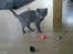 British Shorthair DK Bæklund´s Maskot - Er alt dette mon sikker at lege med...??