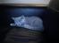 British Shorthair DK Bæklund´s Maskot - Skønt med en lille lur