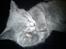 British Shorthair DK Bæklund´s Maskot