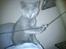 British Shorthair DK Bæklund´s Maskot