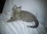 British Shorthair DK Bæklund´s Maskot