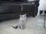British Shorthair DK Bæklund´s Maskot - Pragteksemplar 14 uger