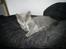 British Shorthair DK Bæklund´s Maskot