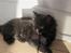 Maine Coon Codi  Nunu 